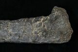 Allosaurus Metatarsal (Toe) Bone - With Stand #15321-5